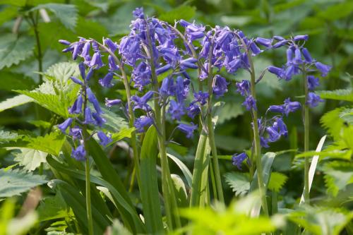 Wilde hyacinten.