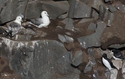 Noordse stormvogel - Fulmarus glacialis.
