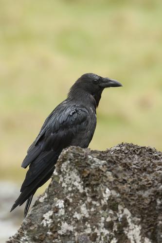 Raaf - Corvus corax.
