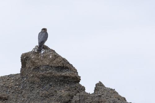 Smelleken - Falco columbarius.