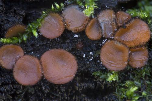Gewone wimperzwam - Scutellinia scutellata