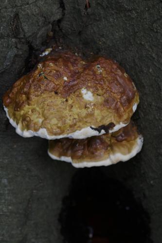 Harslakzwam - Ganoderma resinaceum