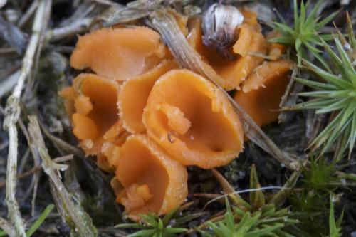Oranje mosbekertje - Neottiella rutilans sl.