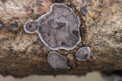 Paarse eikenschorszwam - Peniophora quercina