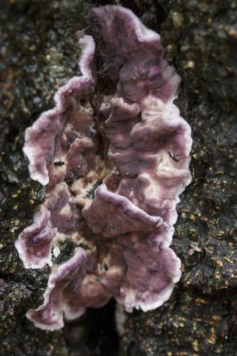 Paarse korstzwam - Chondrostereum purpureum