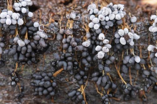 Glanzend druivenpitje - Leocarpus fragilis