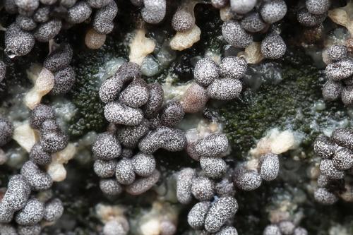 Graskalknetje - Badhamia foliicola