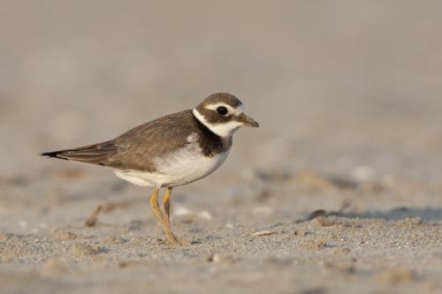 Bontbekplevier - Charadrius hiaticula - Common Ringed Plover