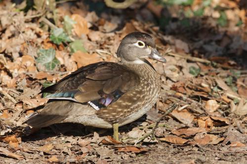 Carolina-eend - Aix sponsa - Wood duck