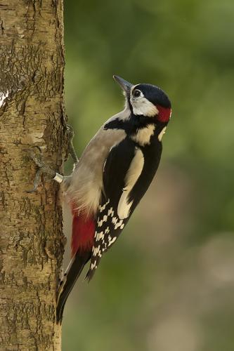 Grote bonte specht - Dendrocopos major - Great Spotted Woodpecker