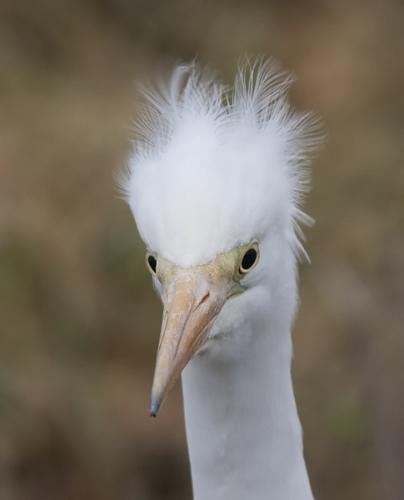 Grote zilverreiger - Casmerodius albus - Western Great Egret