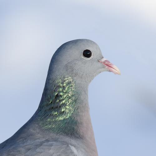 Holenduif - Columba oenas - Stock Dove
