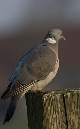 Houtduif - Columba palumbus - Common Wood Pigeon