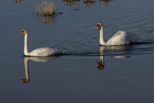 Knobbelzwaan - Cygnus olor - Mute Swan