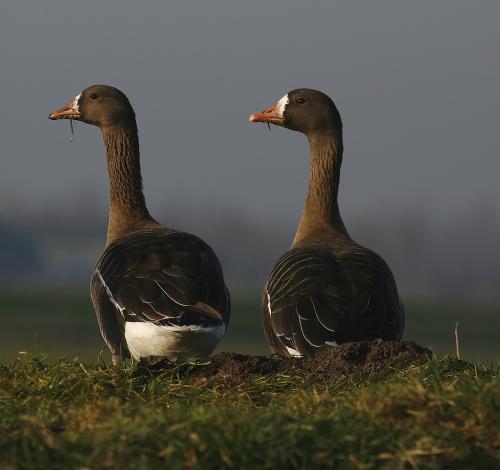 Kolgans - Anser albifrons - Greater Whitefronted Goose