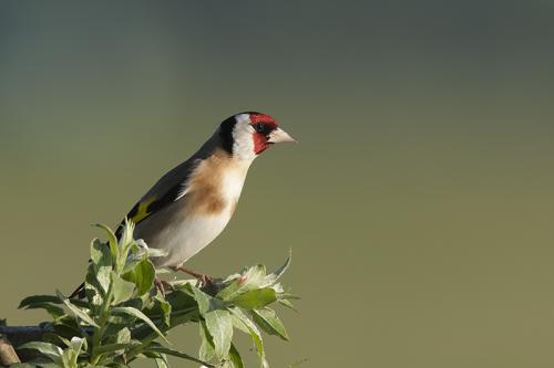Putter - Carduelis carduelis - European Goldfinch
