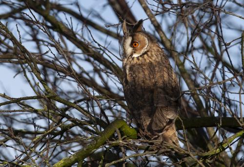Ransuil - Asio otus - Long-eared owl