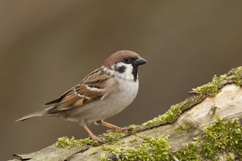 Ringmus - Passer montana - Eurasian Tree Sparrow