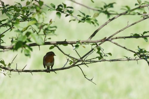 Roodborst - Erithacus rubecula - European Robin