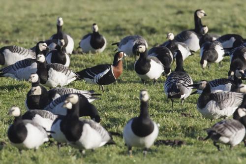 Roodhalsgans - Branta ruficollis - Red-breasted Goose