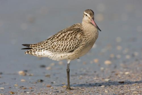Rosse grutto - Limosa laponica - Bar-tailed Godwit