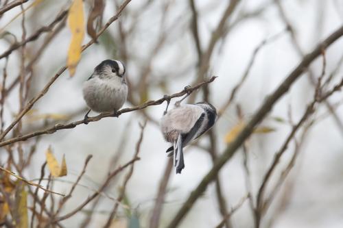 Staartmees - Aegithalos caudatus - Long-tailed Tit