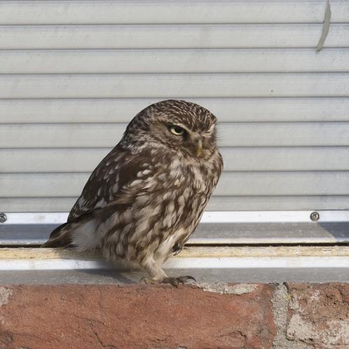 Steenuil - Athena noctua - Little Owl