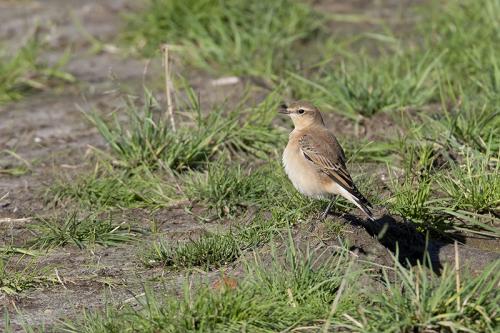 Tapuit - Oenanthe oenanthe - Northern Wheatear