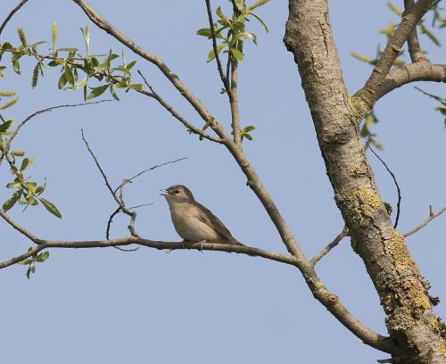 Tuinfluiter - Sylvia borin - Garden Warbler