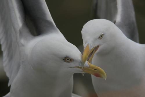 Zilvermeeuw - Larus argentasus - Herring Gull