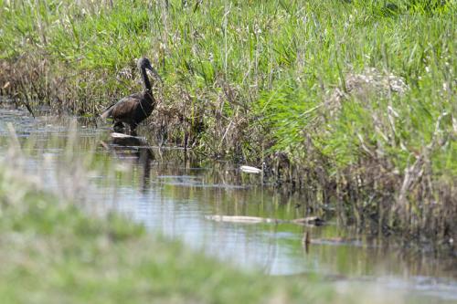 Zwarte ibis, Arkemheen, Bunschoten-Spakenburg.