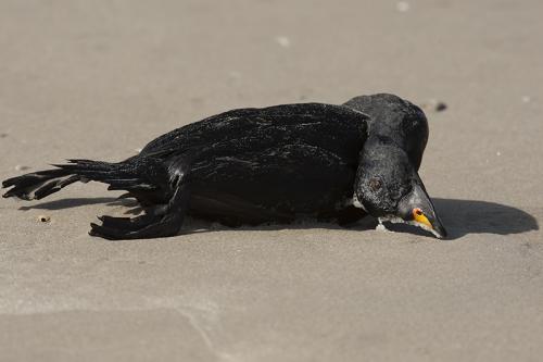 Zwarte zee-eend, man, strand Texel.Helaas dood, maar toch maar gefotografeerd omdat ze zo mooi zijn.