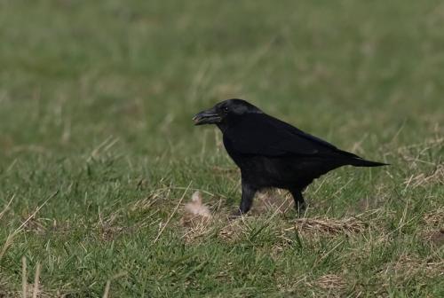 Zwarte kraai - Corvus corone - Carrion Crow